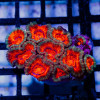 Acan Mini Colony