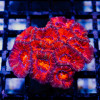 Acan Mini Colony
