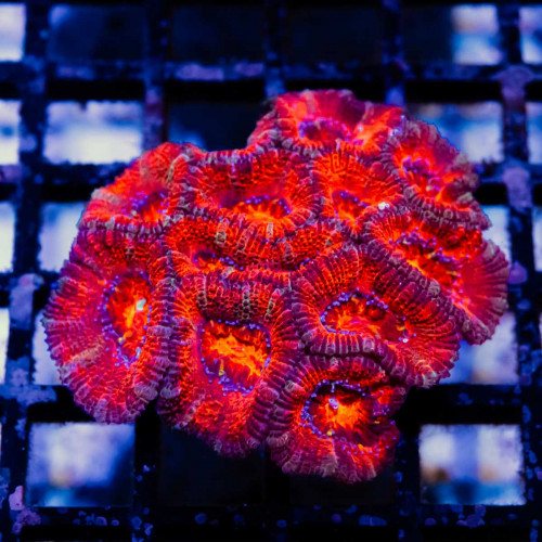 Acan Mini Colony