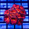 Acan Mini Colony