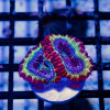 RAR Ultra Acan Frag