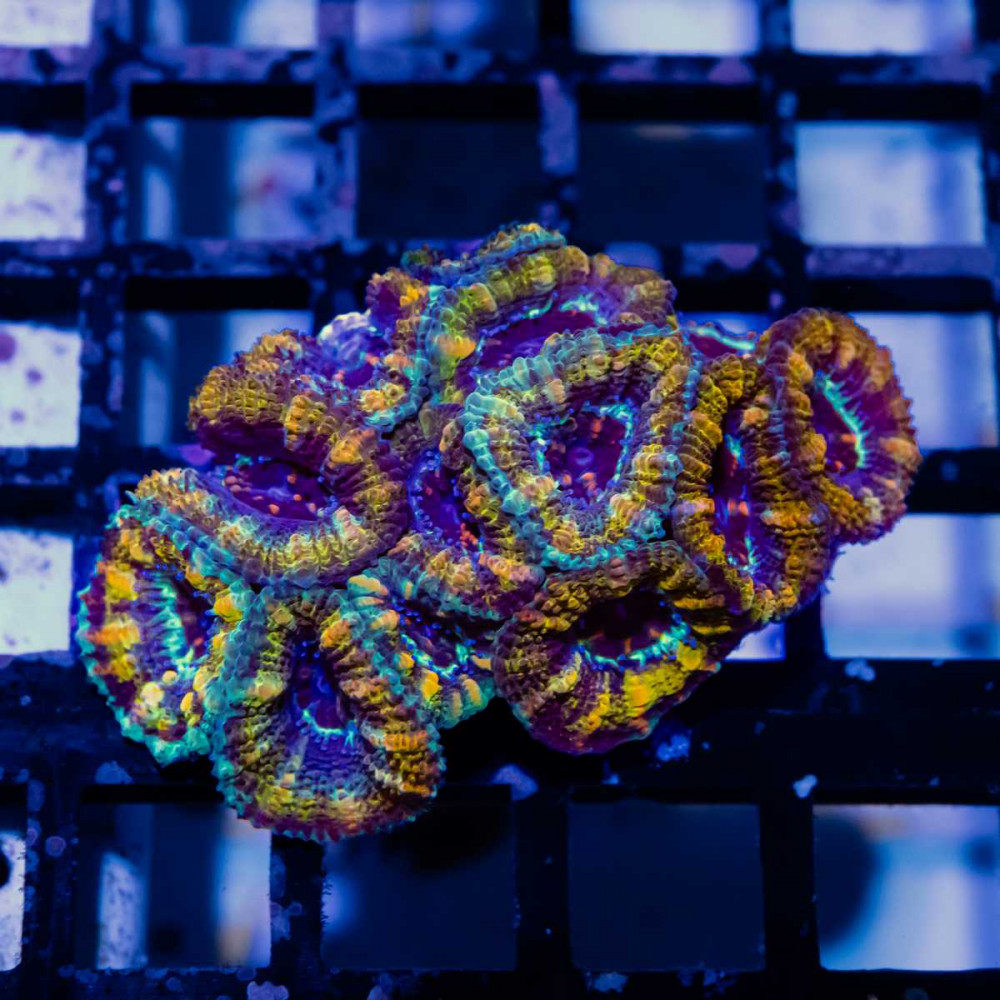 Acan Mini Colony