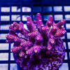 Acro Colony