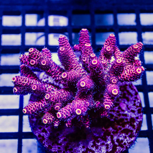 Acro Colony
