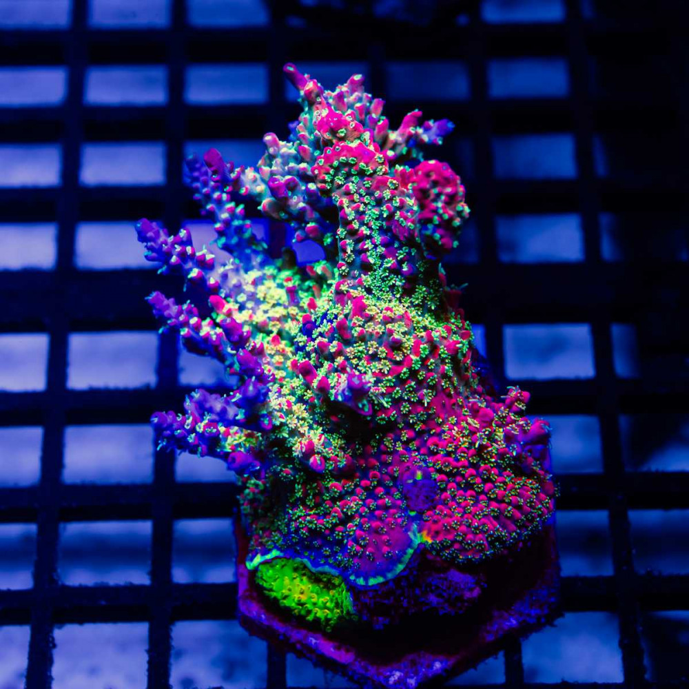 REx Rainbow Worms Colony