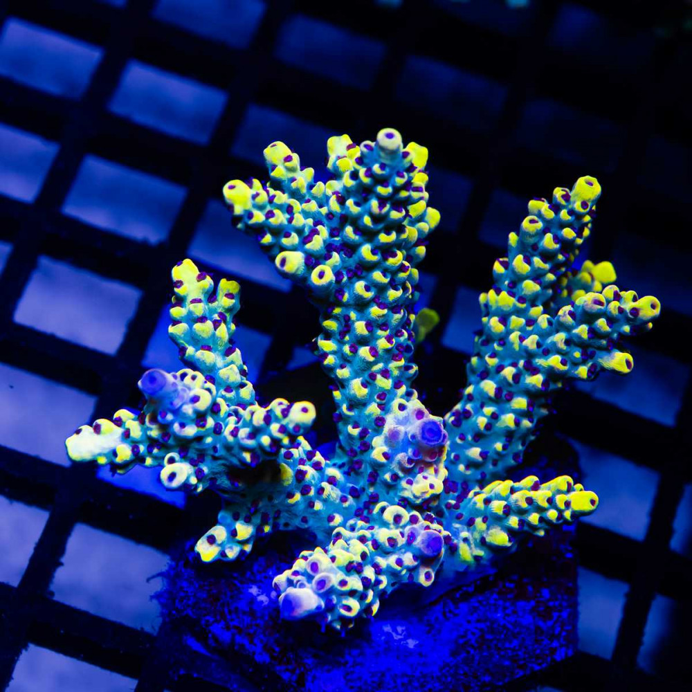 Pikachu Acro Colony