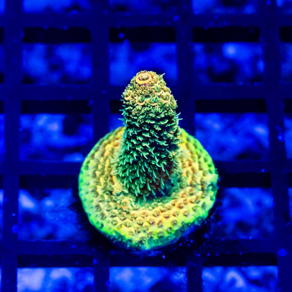 15 Acro Frag