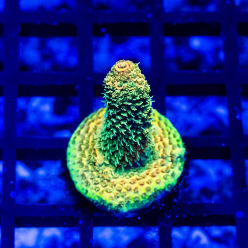15 Acro Frag