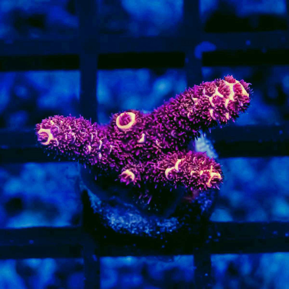 17 Acro Frag