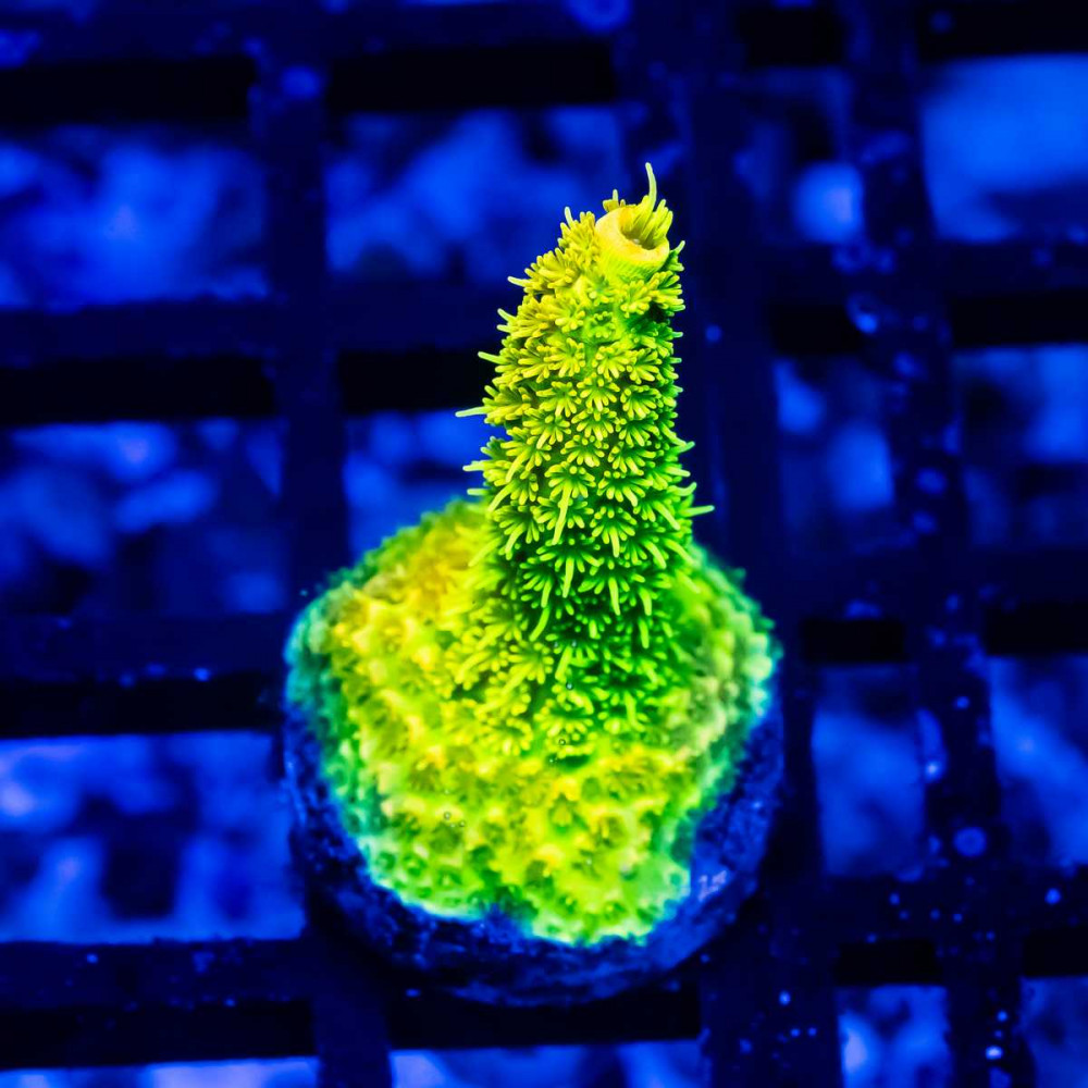 18 Acro Frag