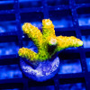 Tenuis Pink Green Blue Acro Frag