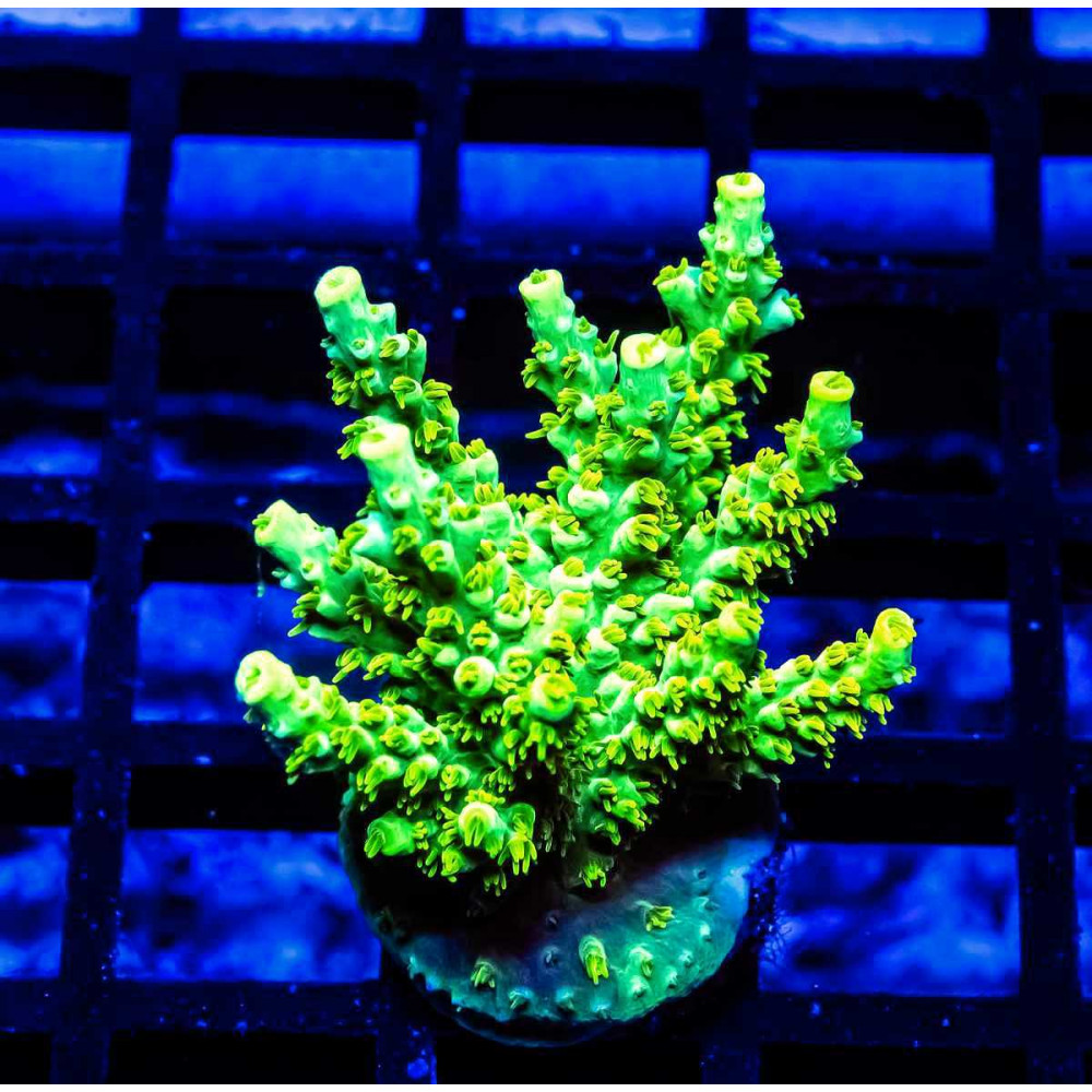 37 Acro Frag