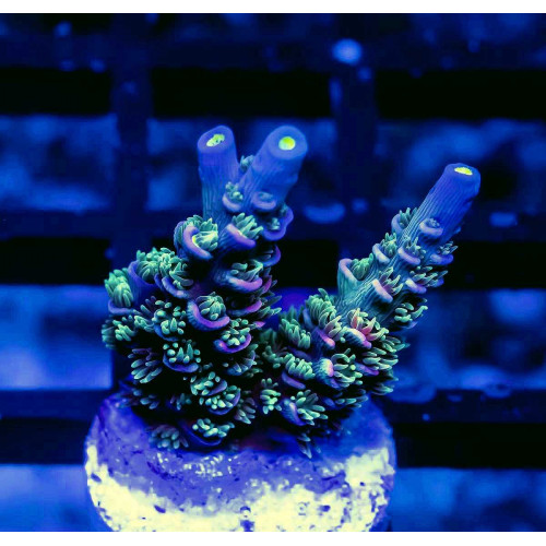 64 Acro Frag