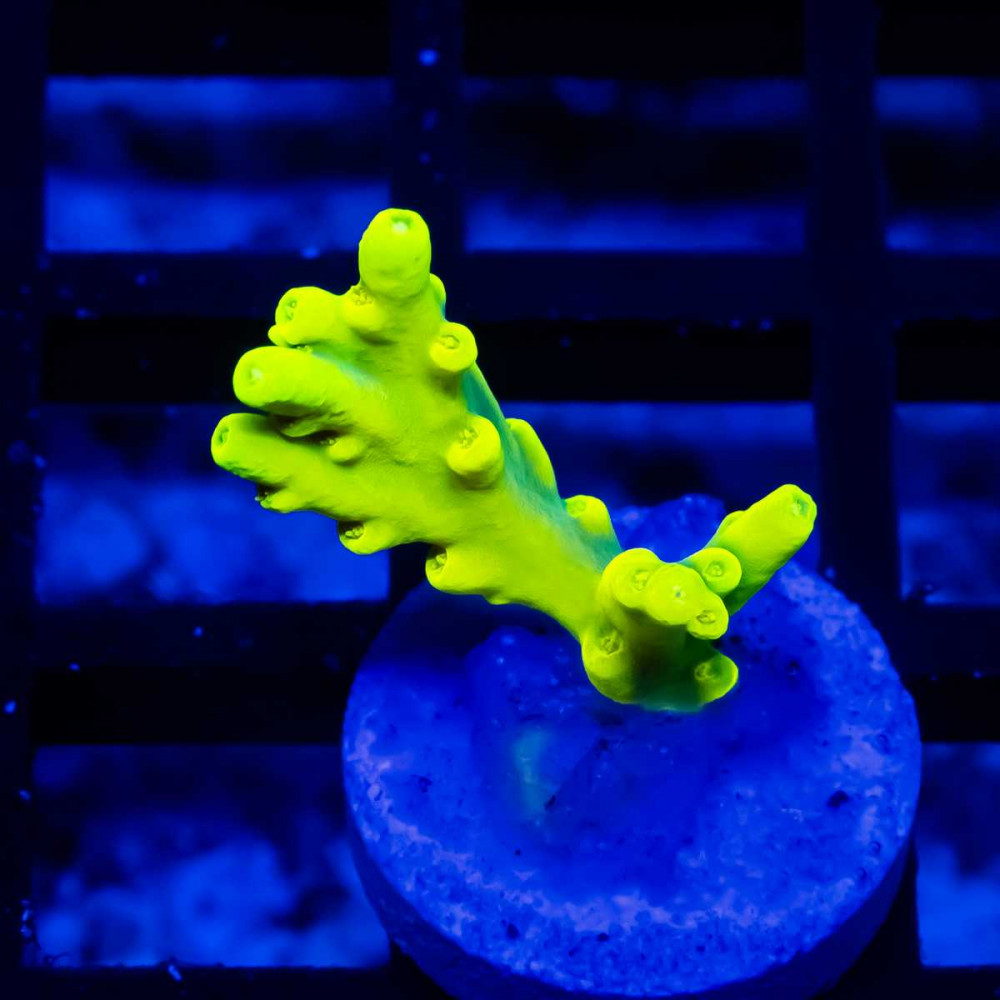 48 Acro Frag