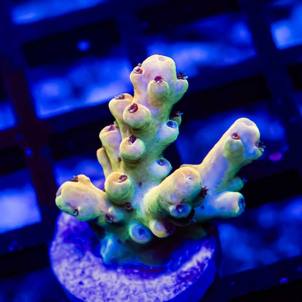 19 Acro Frag