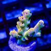 19 Acro Frag