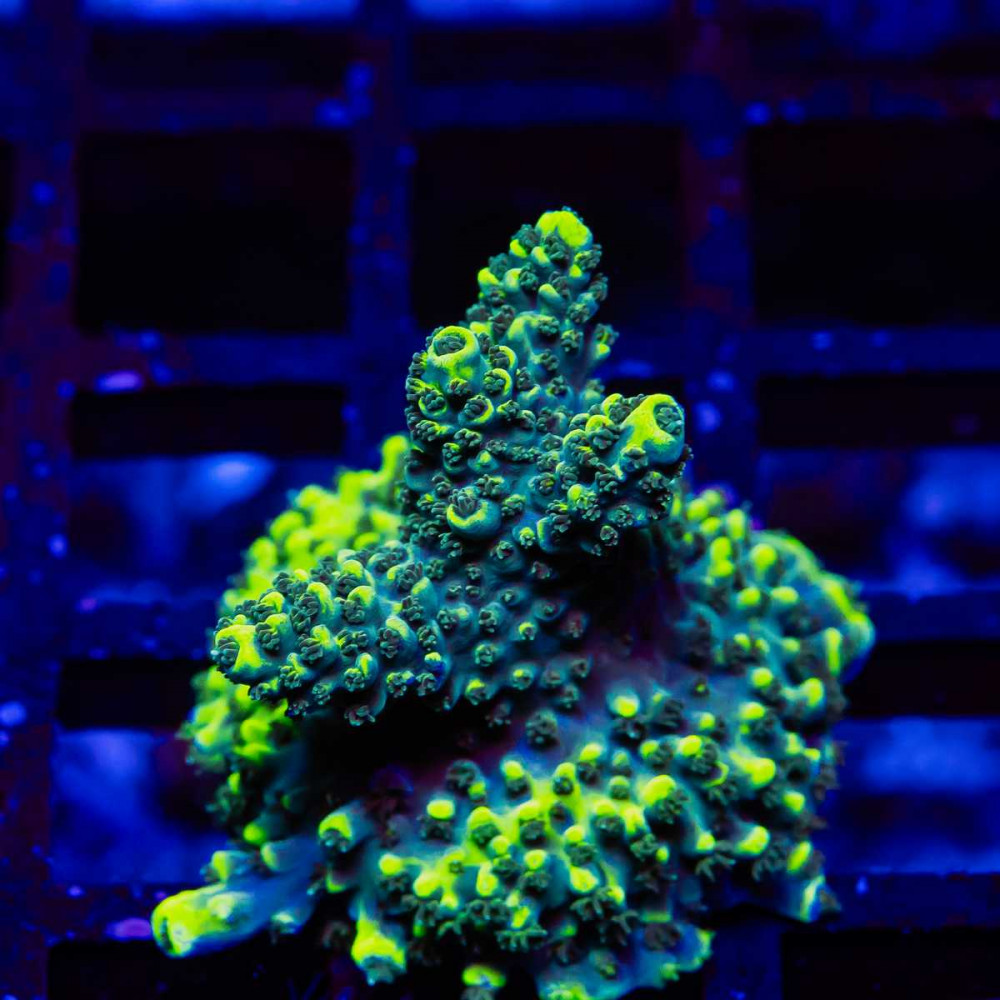 50 Acro Frag