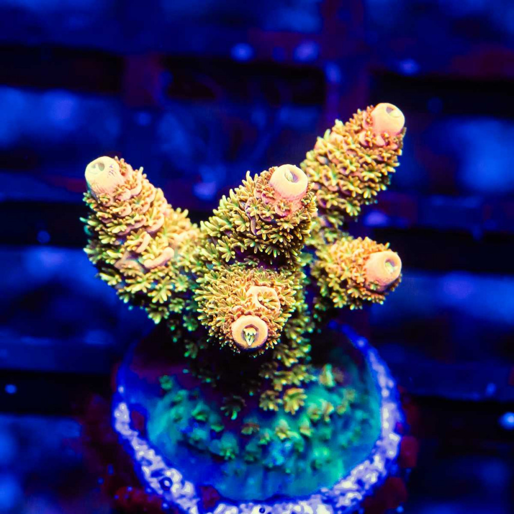 83 Acro Frag