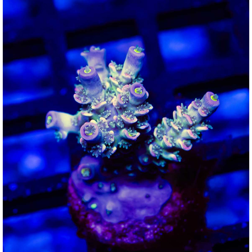 87 Acro Frag