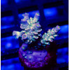 87 Acro Frag