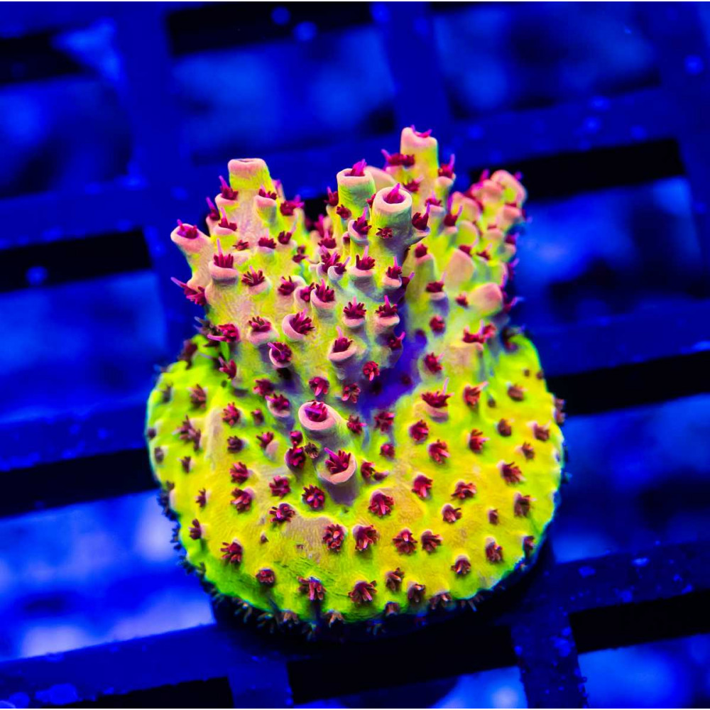 89 Acro Frag