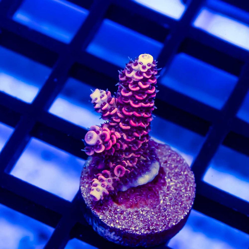 10 Acro Frag