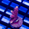 10 Acro Frag