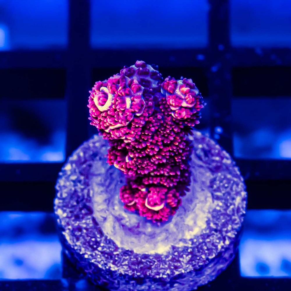 14 Acro Frag