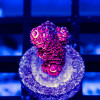 14 Acro Frag
