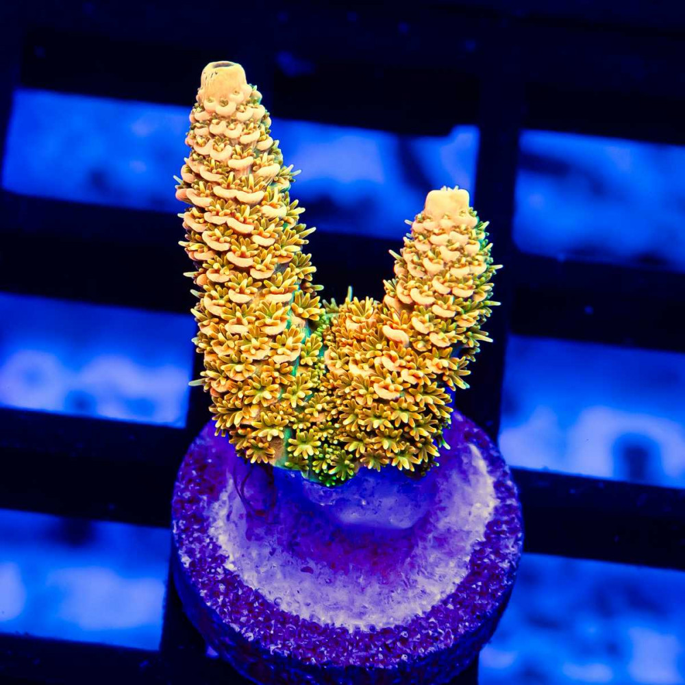 45 Acro Frag