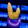 45 Acro Frag