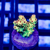 Tenuis Green Blue Acro Frag