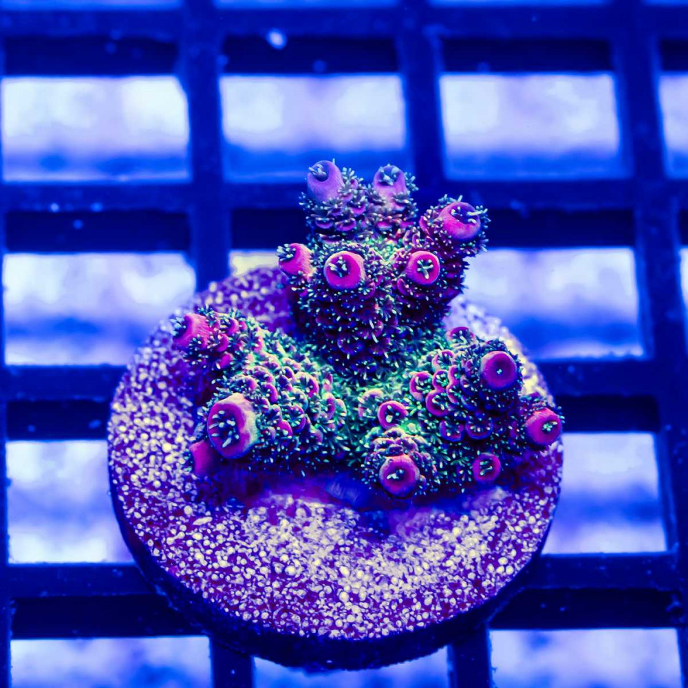 20 Acro Frag