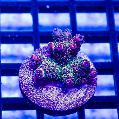 20 Acro Frag