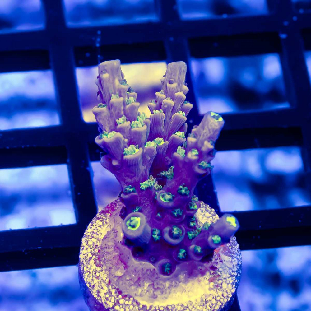 16 Acro Frag