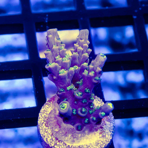 16 Acro Frag