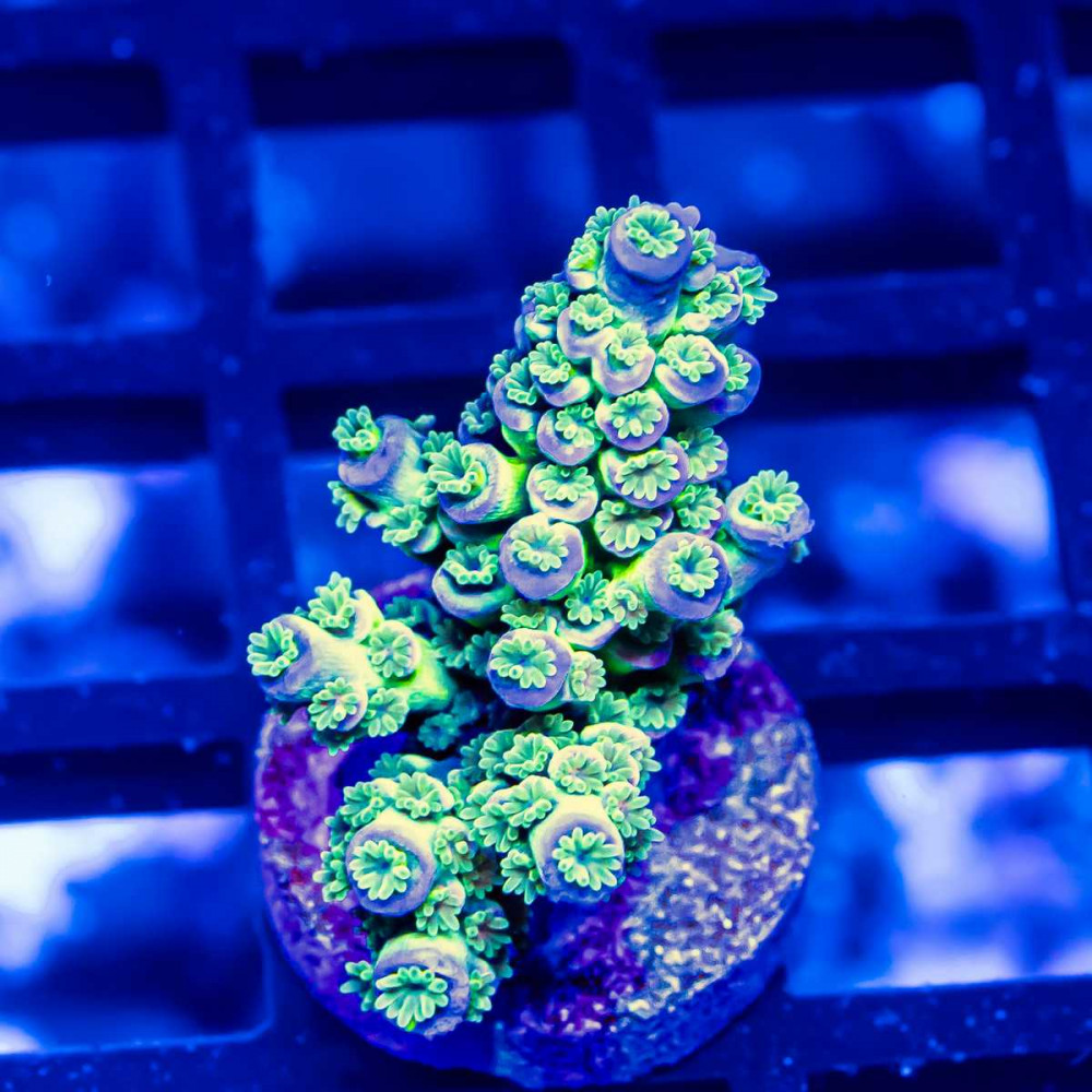 81 Acro Frag