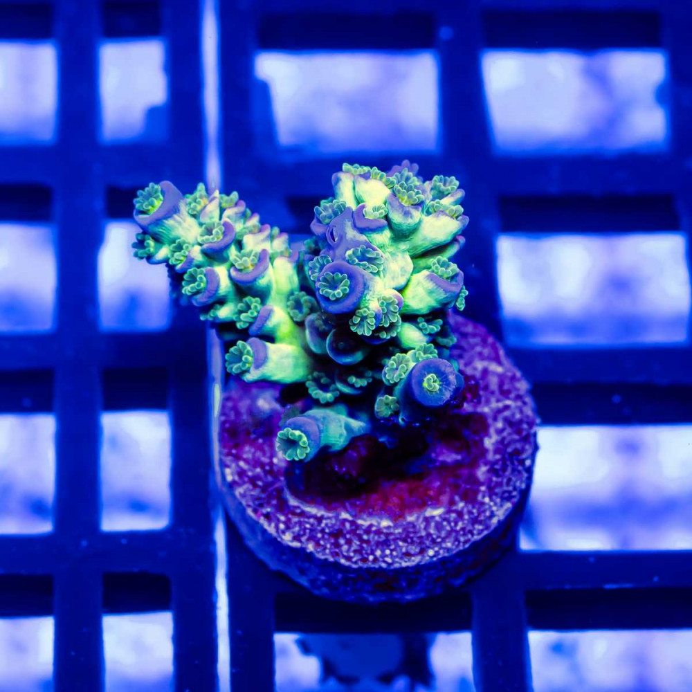 97 Acro Frag