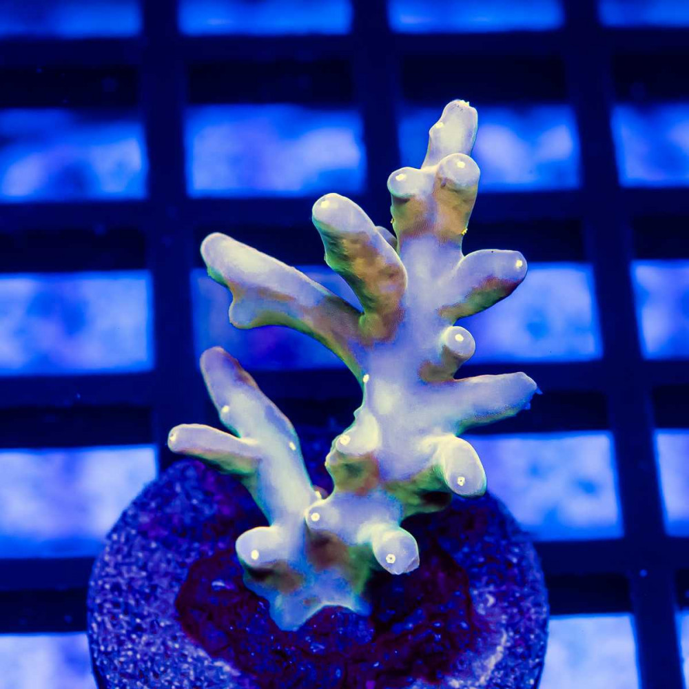  98 Acro Frag