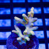 98 Acro Frag