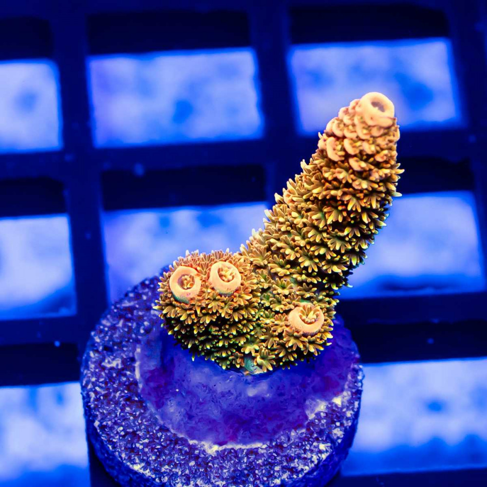 99 Acro Frag