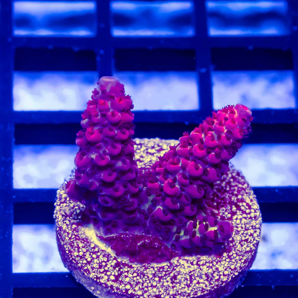 100 Acro Frag