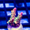 102 Acro Frag