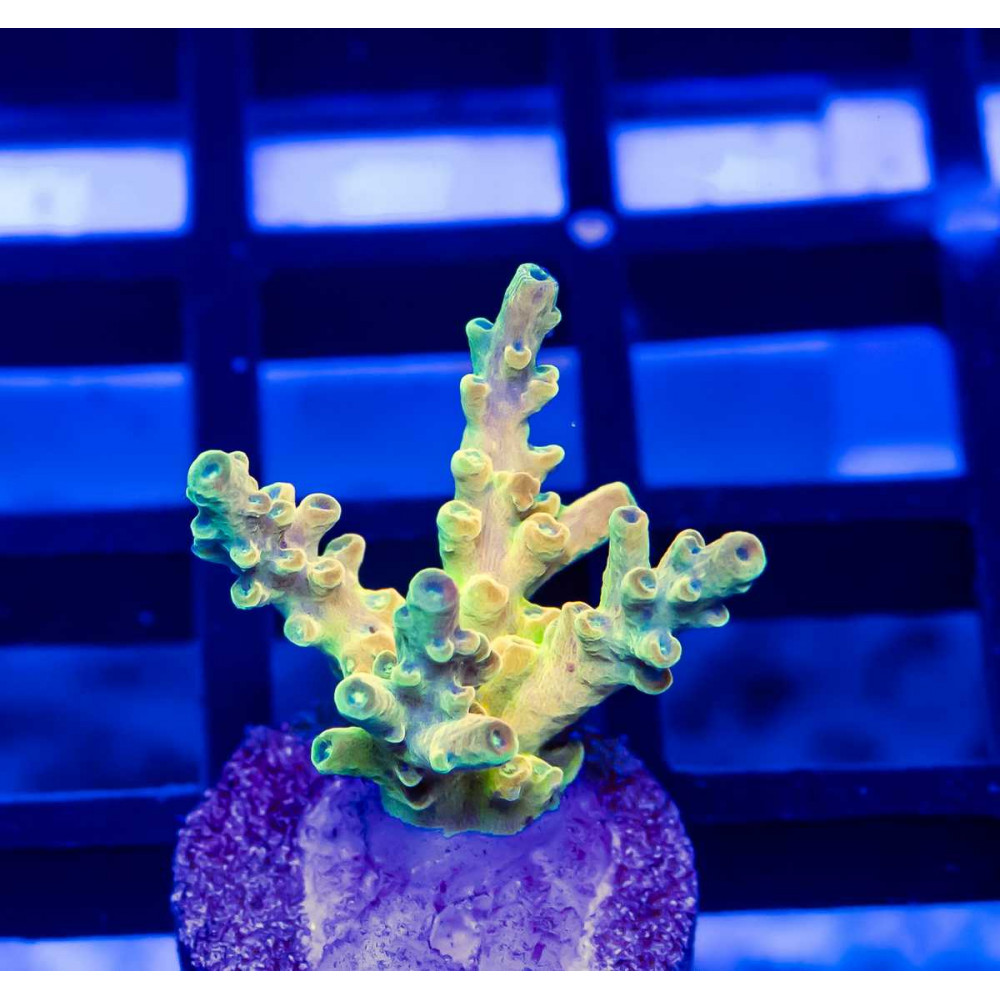 103 Acro Frag