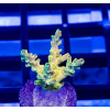 103 Acro Frag