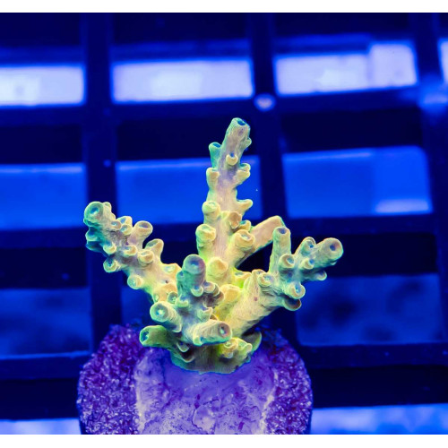 103 Acro Frag