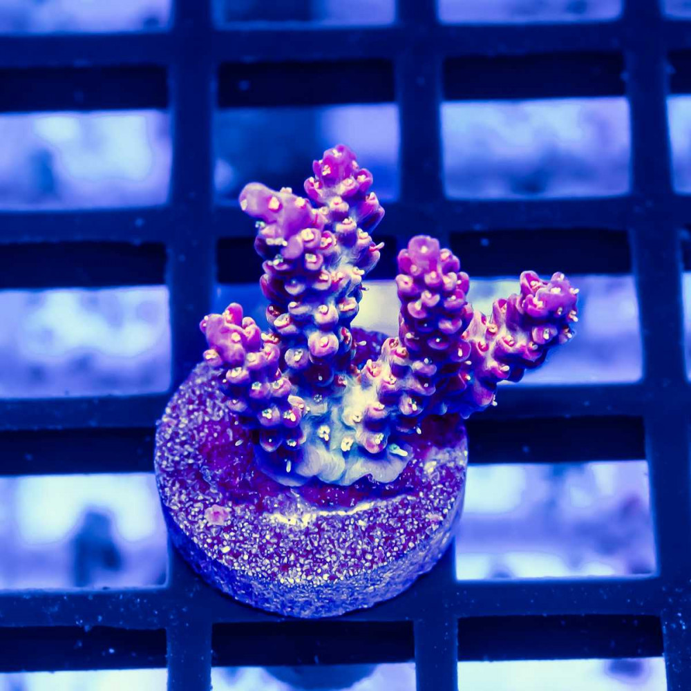 107 Acro Frag