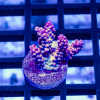 107 Acro Frag