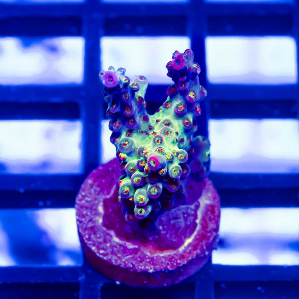 108 Acro Frag