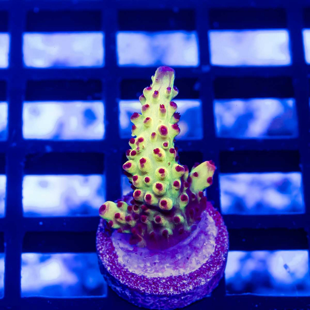  110 Acro Frag